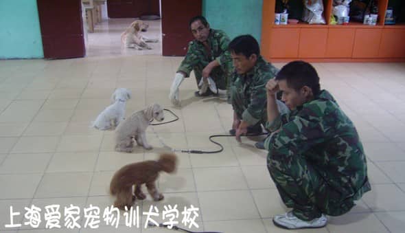细心耐心的训犬师.jpg