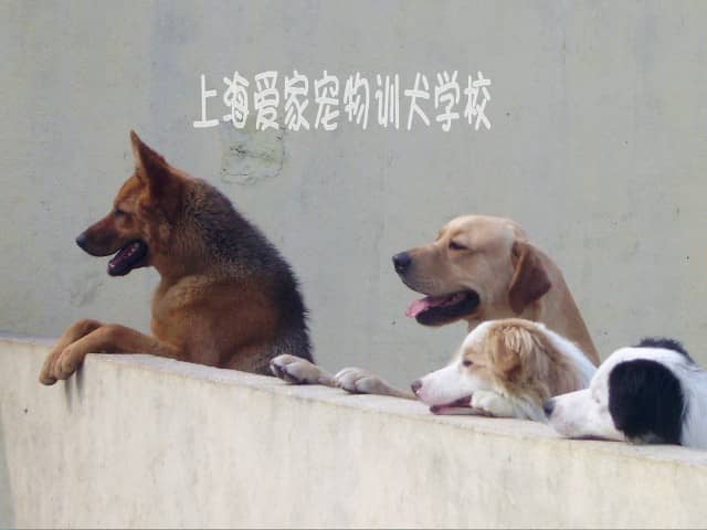 边境犬训练 怎样训练边境犬.jpg
