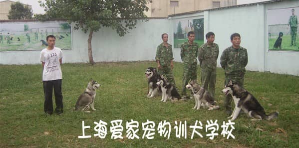 狗狗队列训练 狗狗专业训练  爱家训狗基地.jpg