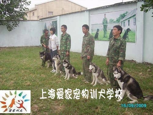 狗狗培训 狗狗学校 上海爱家狗狗学校.jpg