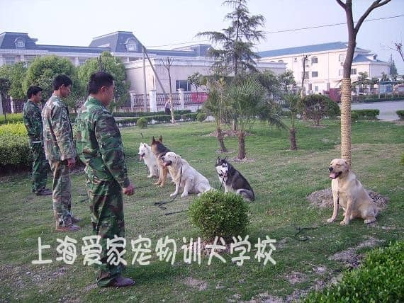 狗狗培训学校  专业培训狗狗的.jpg