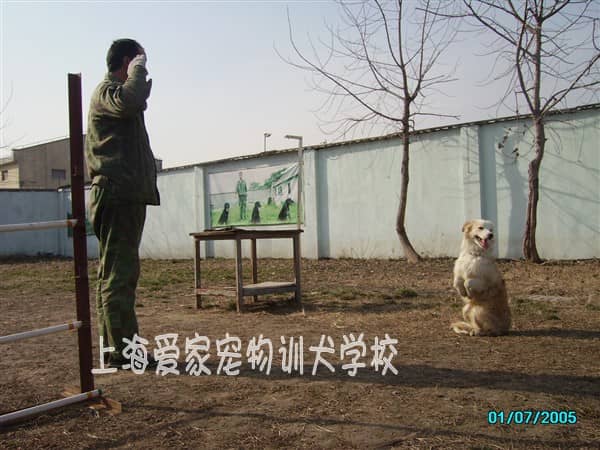 金毛犬培训 专业金毛犬训练.jpg