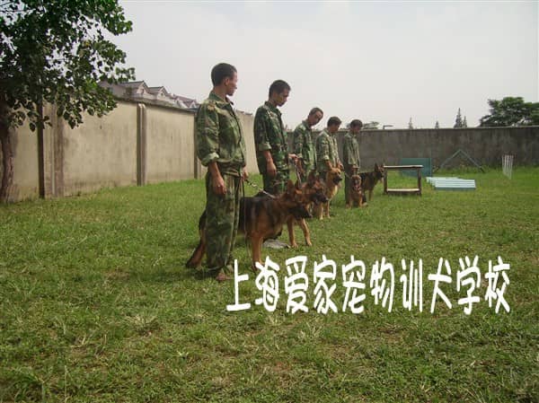 上海爱家训狗学校的训狗师上课.jpg