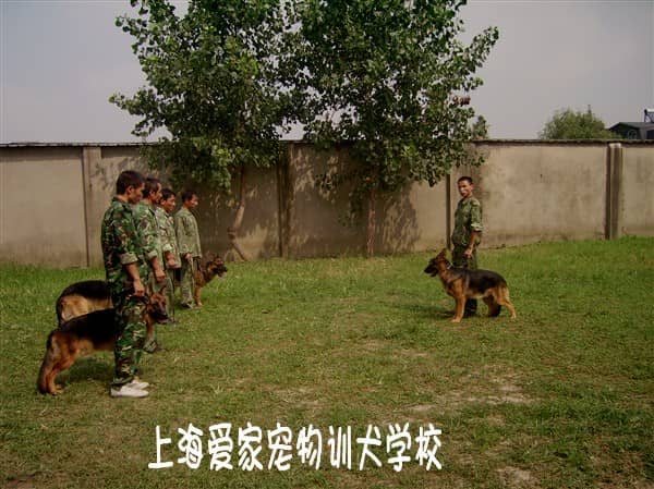 怎么训狗 训狗的方法 (1).jpg