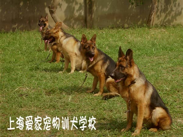 怎么训狗 训狗的方法 (2).jpg