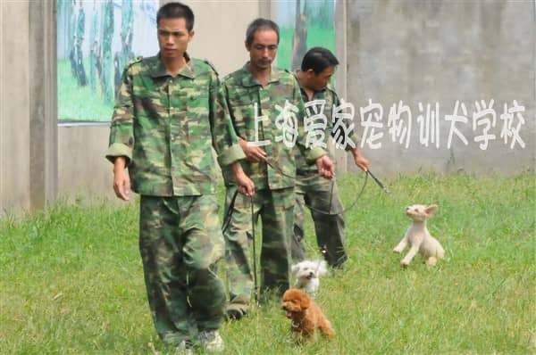 专业训练泰迪犬的训犬师 (1).jpg