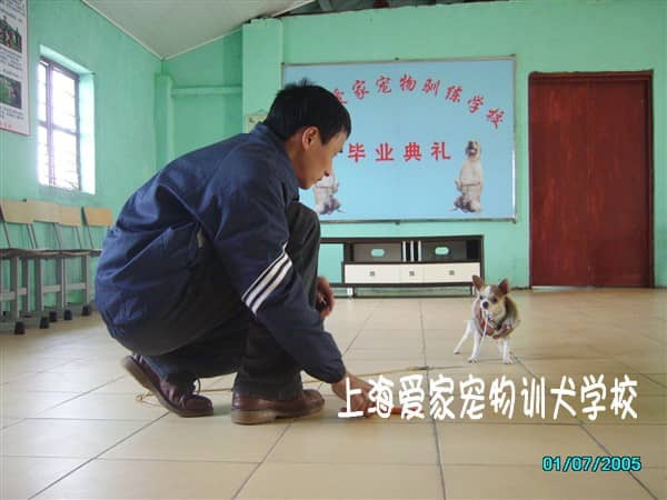 狗狗培训学校 训狗 训犬基地 上海爱家宠物学校.jpg