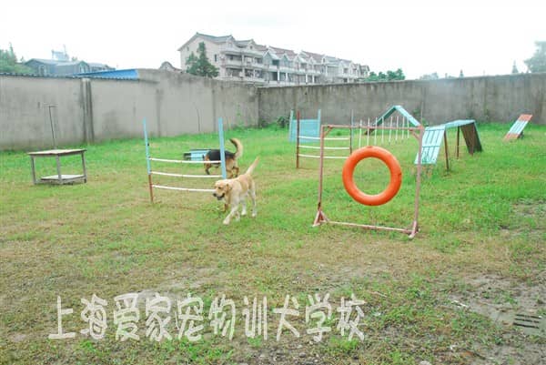 狗狗学校 训狗学校 上海宠物学校操场.jpg