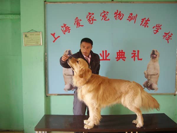 金毛犬比赛训练 训练金毛犬比赛 上海爱家训狗基地 (1).jpg