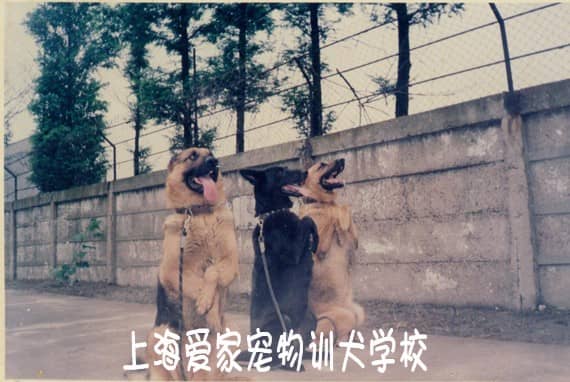 警犬专业训练  专业警犬训练 上海爱家警犬训练基地.jpg