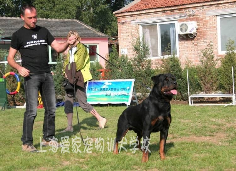 外籍专家训狗 训狗基地 训狗培训 狗狗学校.jpg