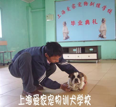 英国斗牛犬正在接受家庭行为训练.jpg
