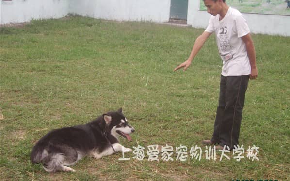 阿拉斯加犬训练方法 训练狗狗的方法.jpg