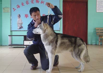爱家训犬中心 哈士奇的训练方法 训狗比赛.jpg
