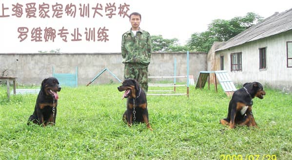 宠物学校 宠物训练 专业宠物培训学校 罗威纳犬培训.jpg