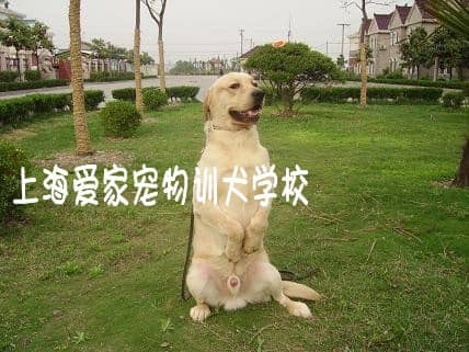 宠物训练 宠物学校 上海爱家宠物学校 狗狗培训基地.jpg