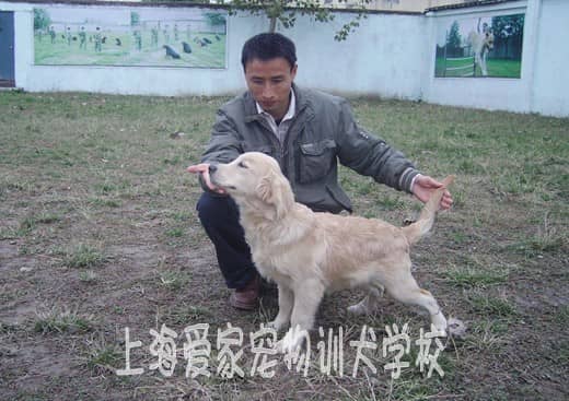 宠物训练 上海爱家宠物训练 金毛犬训练.jpg