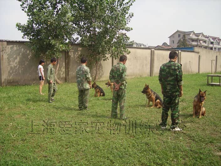 宠物训练学校 上海爱家宠物学校.JPG