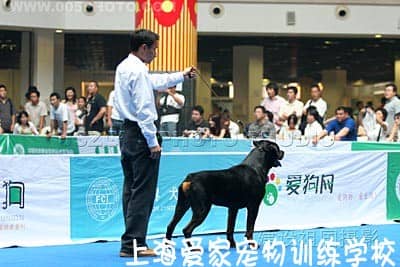 狗狗比赛培训 训狗比赛 宠物训练比赛.JPG