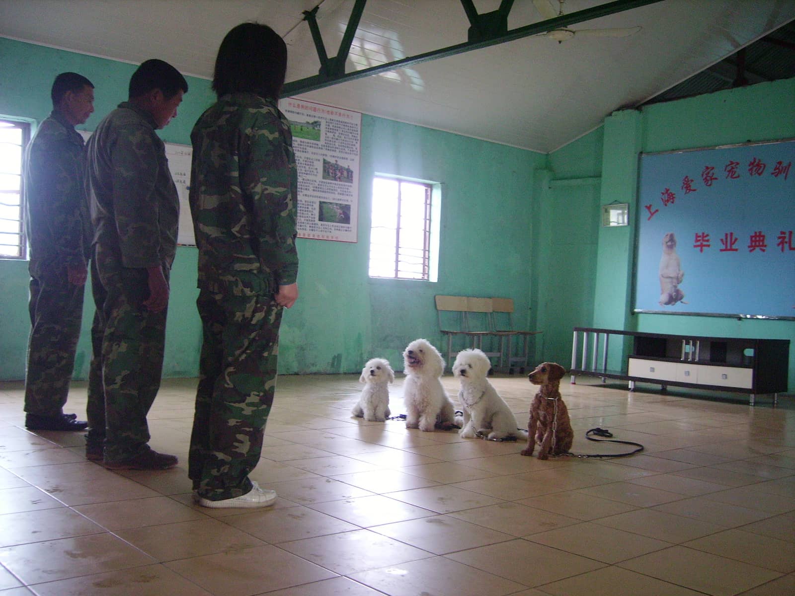 狗狗培训 训狗基地 狗狗学校 上海爱家训狗学校.JPG