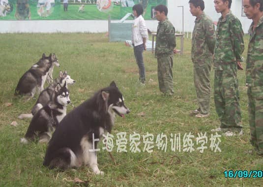 狗狗学校 训狗学校 上海爱家训狗学校 狗狗专业培训.JPG