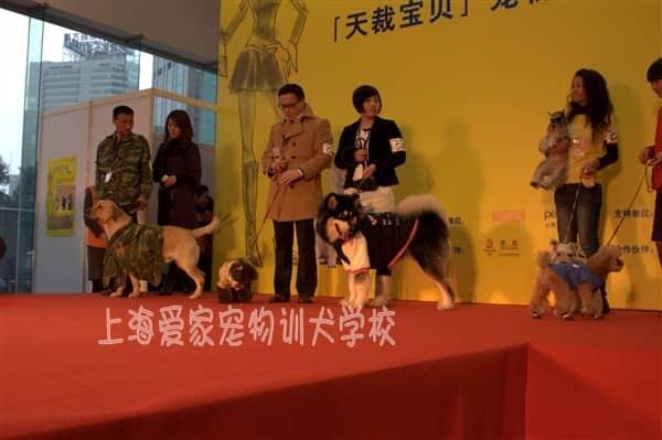 狗活动 狗狗赛事活动 训狗活动，上海爱家训狗基地举办狗狗训练活动.JPG