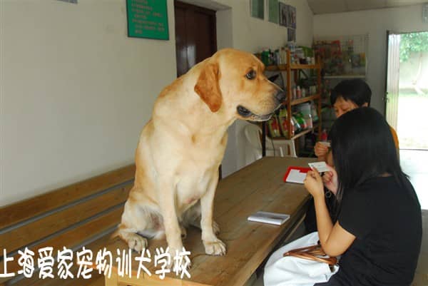狗学校 狗训练基地 训狗基地 上海爱家训狗基地 专业拉不拉多培训.JPG