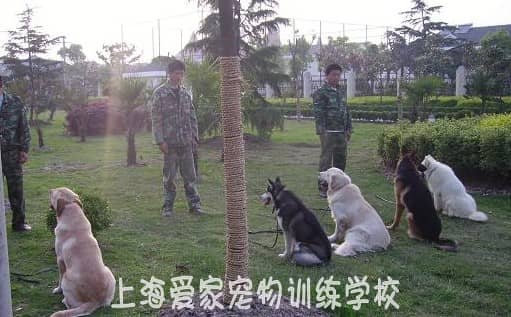 狗狗培训基地 狗狗训练基地 上海爱家狗狗培训基地.jpg