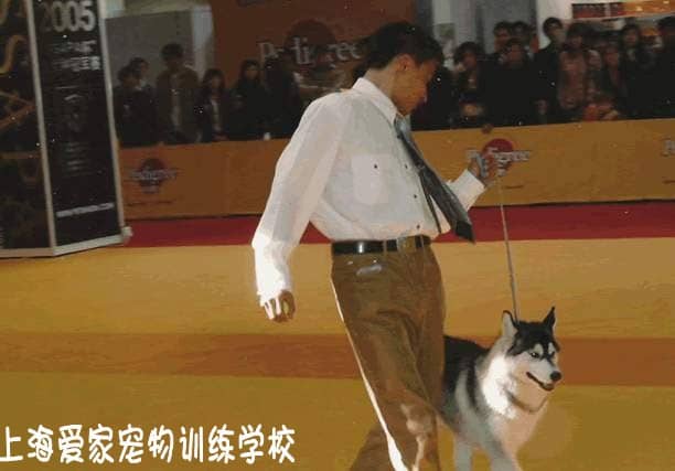 哈士奇专业培训 培训哈士奇 狗狗培训 狗狗学校 上海爱家训狗学校.JPG