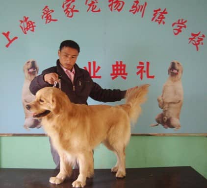金毛犬培训 培训金毛犬 上海爱家专业培训金毛犬.jpg