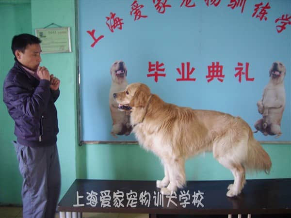 金毛犬训练 专业金毛犬培训.JPG