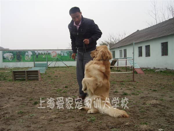 金毛犬专业训练 专业训练金毛犬 上海训犬中心.JPG