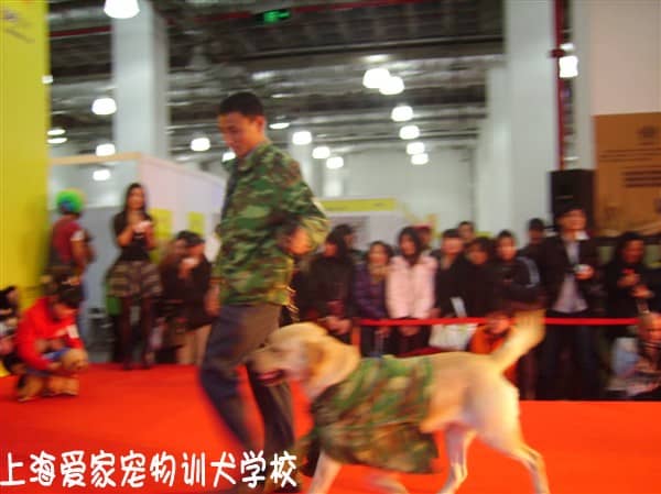 拉不拉多犬培训 培训拉不拉多犬 狗狗训练中心 上海爱家训狗中心.jpg