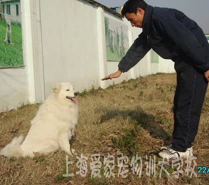 萨摩耶犬培训 培训萨摩耶犬 上海爱家宠物学校专业萨摩耶犬训练.jpg