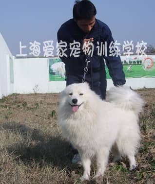 萨摩耶训练 训练萨摩耶犬 专业萨摩耶犬.jpg