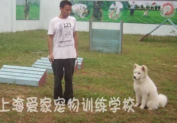 萨摩耶训练 专业萨摩耶训练 上海爱家宠物学校专业萨摩耶训练.JPG