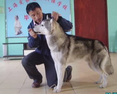 上海爱家训狗学校 狗狗训练比赛的方法 狗狗训练照.jpg