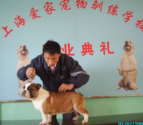 上海爱家训狗学校训狗的方法 训狗照片.jpg