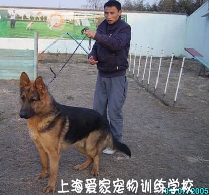 上海爱家训犬学校 专业德国牧羊犬培训 培训德国牧羊犬.jpg
