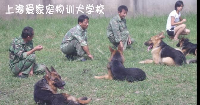 上海爱家专业德国牧羊犬训练中心 狗狗训练中心.JPG