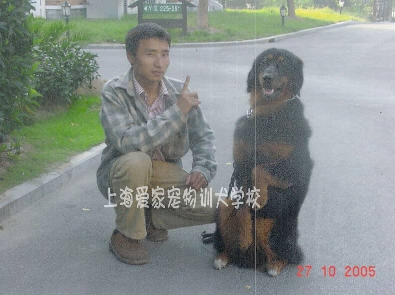 在一别墅被驯服的藏獒犬_专业藏獒犬训练 训练藏獒犬.jpg