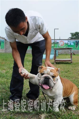 英国斗牛犬训练 专业英斗培训 斗牛犬专业训练 上海爱家训狗基地.JPG