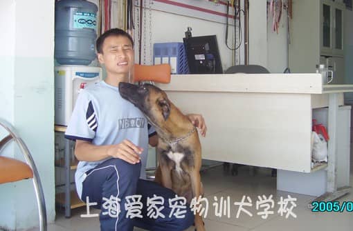 训狗基地 训狗学校 上海爱家狗狗学校.jpg