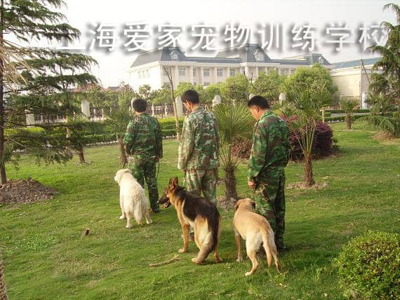 训狗基地 训狗学校 狗狗培训学校.JPG