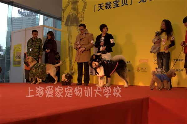 雪纳瑞训练 专业雪纳瑞培训 上海爱家宠物培训基地专业雪纳瑞训练.JPG