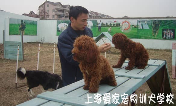 泰迪犬培训 培训泰迪犬 狗狗学校 上海训犬基地.jpg
