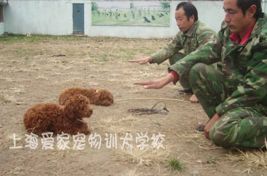 泰迪犬训练中心 专业训练泰迪犬 上海爱家宠物学校专业泰迪犬培训.jpg