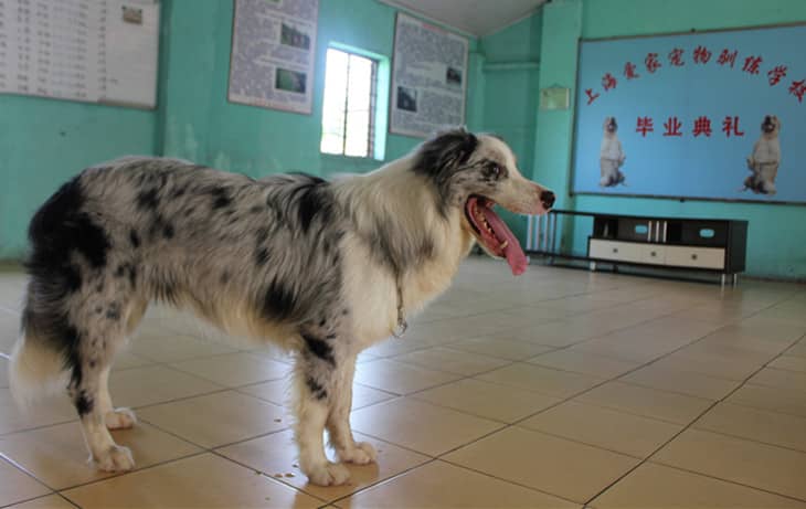 边境犬 边境训练.jpg