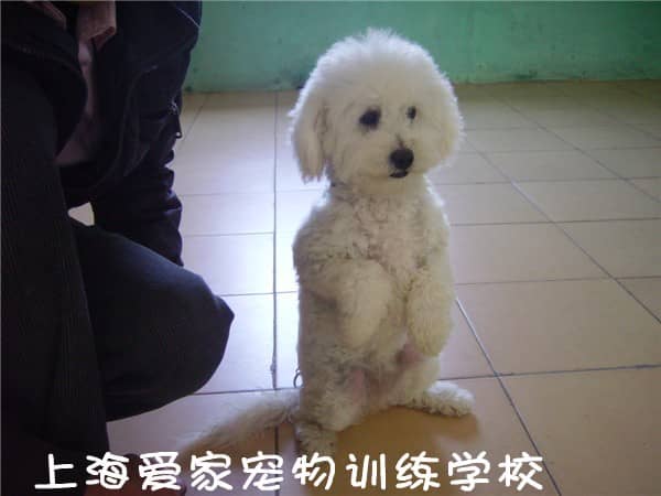 比熊犬大小便训练 训练比熊犬大小 便 比熊犬技巧训练 比熊犬上狗狗学校.jpg