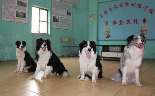 边境犬 边牧 训狗学校 上海训狗学校.jpg